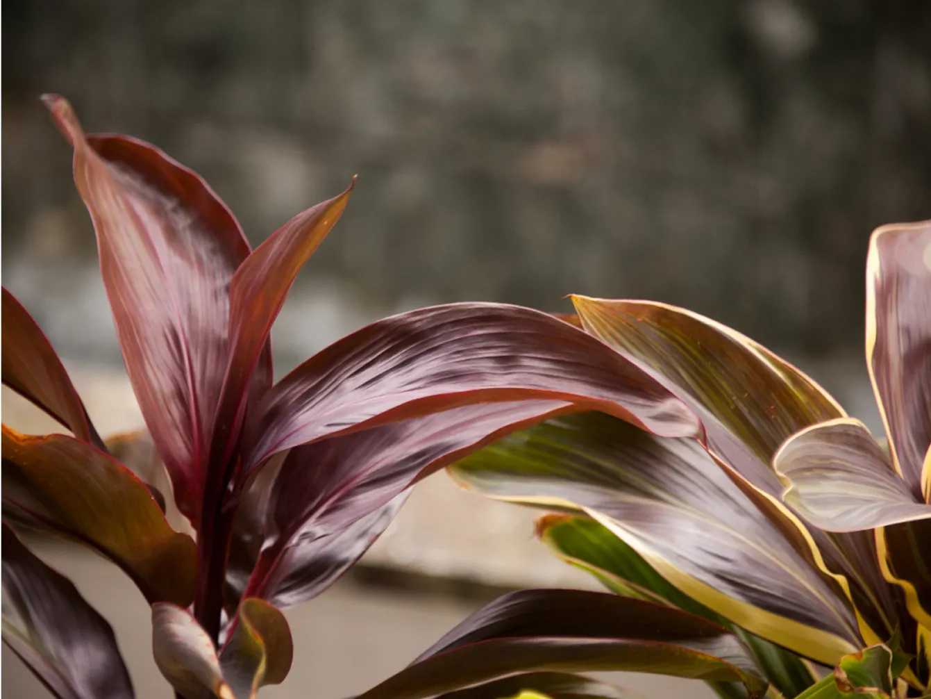 光沢のある赤紫色の葉が美しい観葉植物のアップ