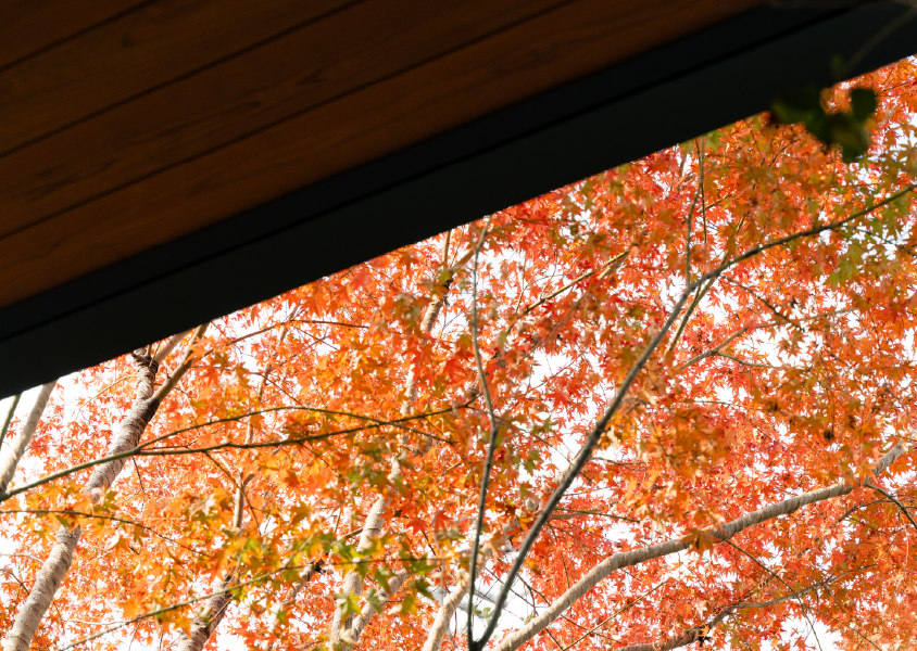 紅葉と木材の屋根を見上げる視点の写真
